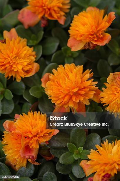 Portulaca Colorblast Double Orange Stock Photo - Download Image Now - Angelonia, Autumn, Beauty