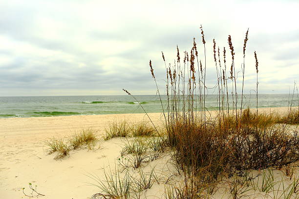湾岸諸島国立海岸 - southern usa sand textured photography ストックフォトと画像