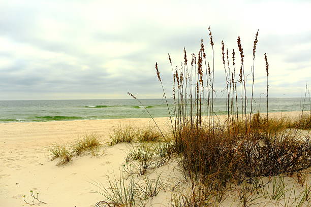 걸프 아일랜즈 국립 해안 - southern usa sand textured photography 뉴스 사진 이미지