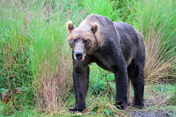 istock Male Koiak Brown Bear Injured 637386980