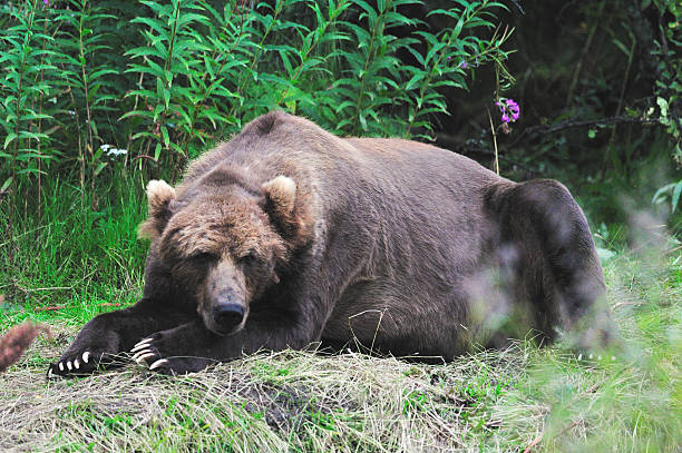 istock Large Male Kodiak Brown Bear Resting 637387274