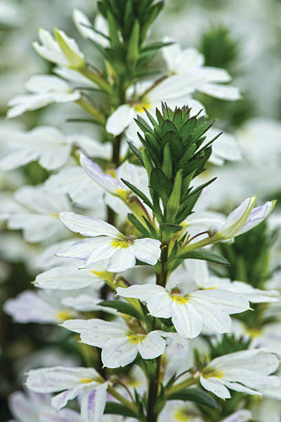 Scaevola Scalora Crystal Scaevola Scalora Crystal angelonia photos stock pictures, royalty-free photos & images