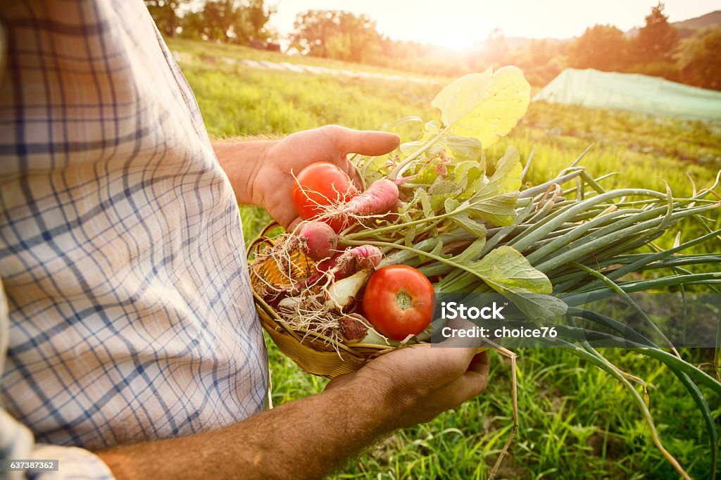 Farmer holding fresh picked vegetables Farmer holding fresh picked vegetables, flare of the morning sun Active Lifestyle Stock Photo