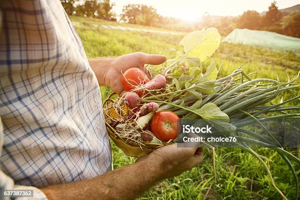 Farmer Holding Fresh Picked Vegetables Stock Photo - Download Image Now - Active Lifestyle, Agriculture, Autumn