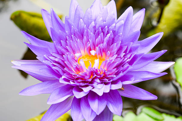 istock Purple lotus flower blooming at summer 637387446