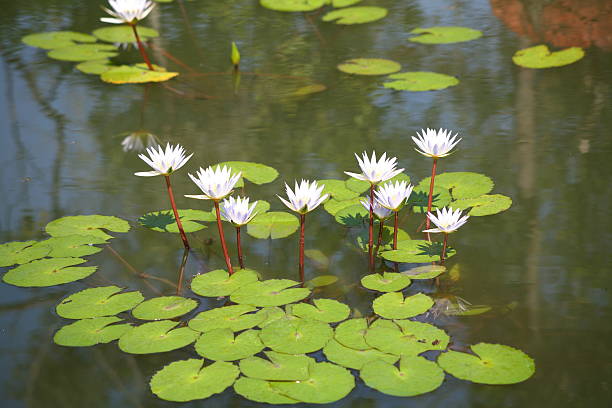 istock White lotus / water lily 637387892