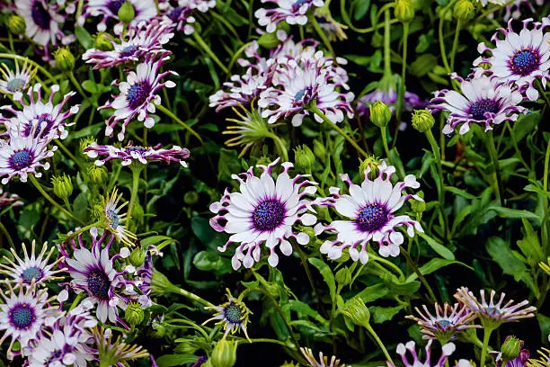 Osteospermum Whirlygig African daisy shaped flower purple white