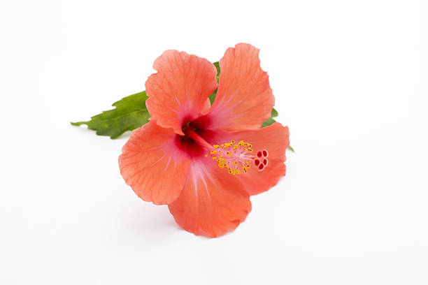 istock Red Orange Hibiscus on White Background 637389422