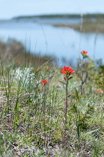 istock Indian paintbrush flowers along Lake Huron 637389572