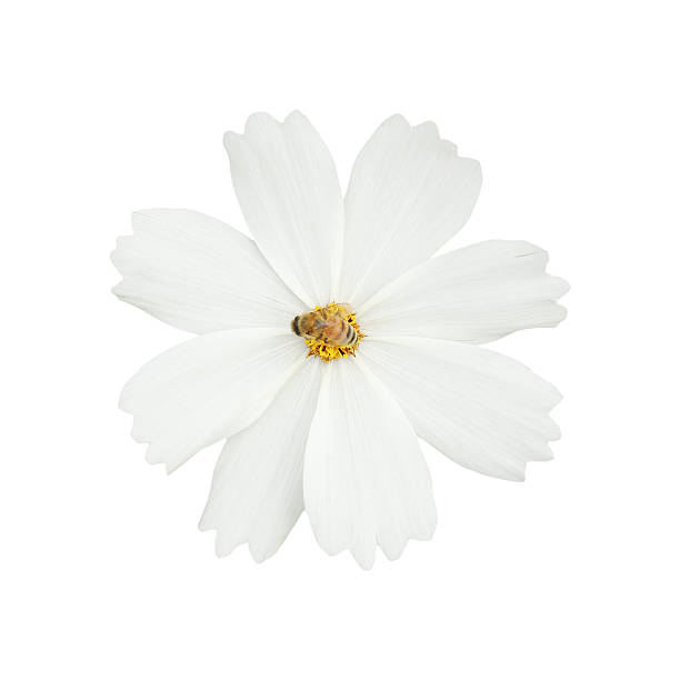 istock one white cosmos flower with bee isolated on white 637389744