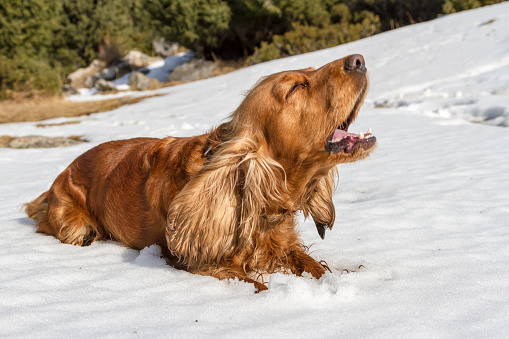 Spaniel lying in the snow and barks at the side