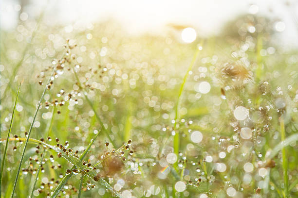 istock Dew on the grass in the morning 637390082
