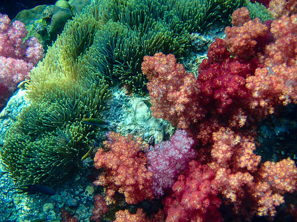 beautiful colorful coral reef - starting at the bottom imagens e fotografias de stock