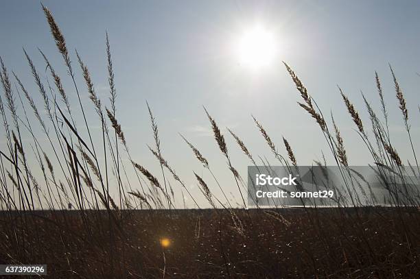 Golden Field Stock Photo - Download Image Now - Agricultural Field, Autumn, Gold Colored