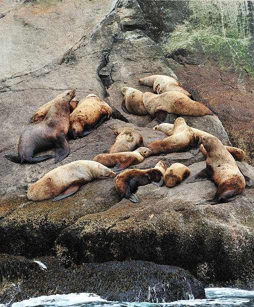 istock Stellar Sea Lion Colony, Alaska 637390634
