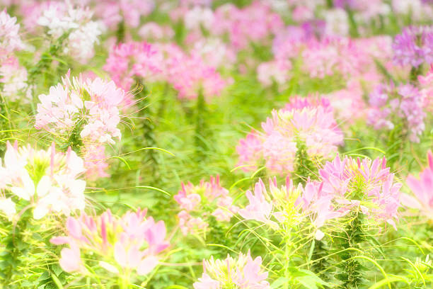 istock pink flowers in field 637391630