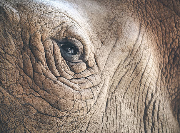 코뿔소의 눈 - animal close up elephant animal eye 뉴스 사진 이미지