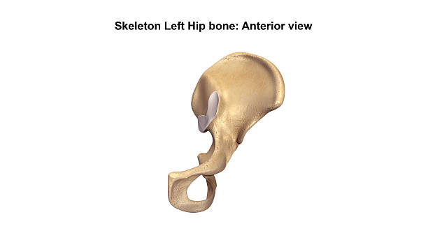 ilustrações de stock, clip art, desenhos animados e ícones de skeleton left hip bone_anterior view - human bone the human body healthcare and medicine human skeleton