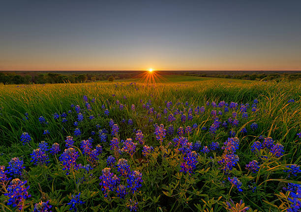 istock Bluebonnet Flowers in Ennis, TX, USA 637394334