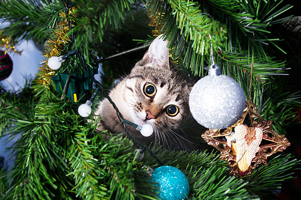 Cat on Christmas tree. Naughty kitten. New Year stock photo