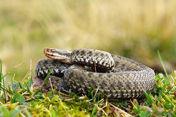common viper basking on meadow common european crossed viper basking on mountain meadow ( Vipera berus, female ) viper photos stock pictures, royalty-free photos & images