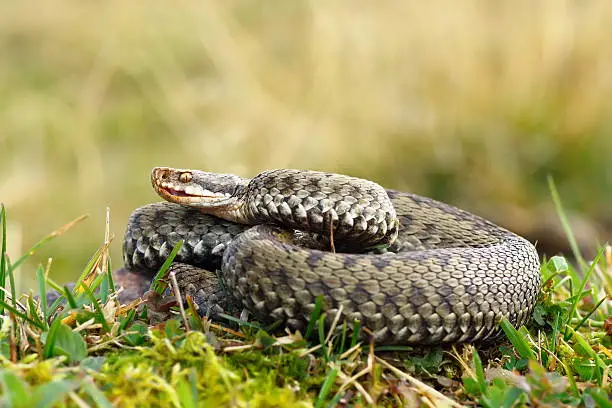 Photo of common viper basking on meadow