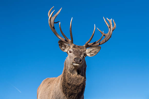 istock male red Deer portrait looking at you 637395586