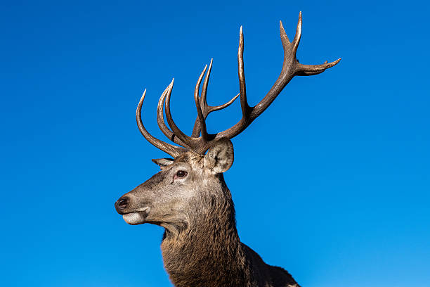 istock male red Deer portrait looking at you 637395610
