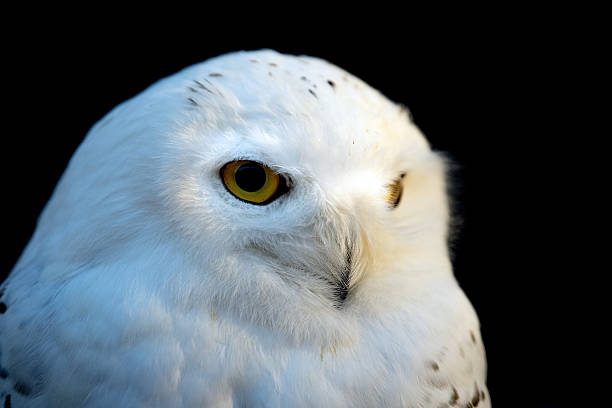 istock Snow white owl close up detail 637395666
