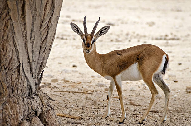 gacela dorcas (gazella dorcas) - ariel cisjordania fotografías e imágenes de stock