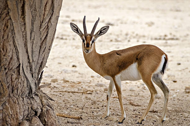 Dorcas gazelle (Gazella dorcas) Dorcas gazelle (Gazella dorcas) inhabits nature desert reserve near Eilat, Israel. Expanding human civilization in the Middle East is a major threat to populations of this species ariel west bank stock pictures, royalty-free photos & images