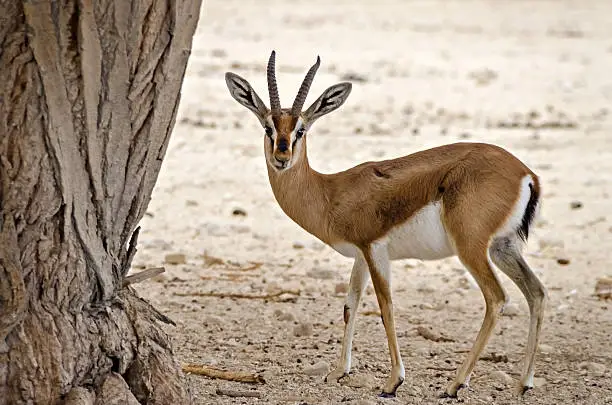 Dorcas gazelle (Gazella dorcas) inhabits nature desert reserve near Eilat, Israel. Expanding human civilization in the Middle East is a major threat to populations of this species