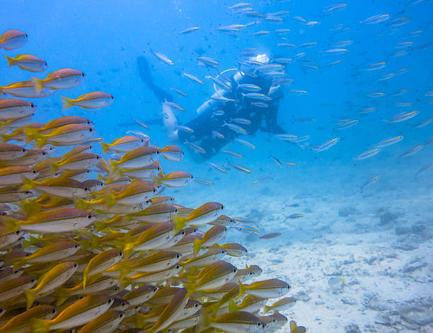 istock Healthy Tropical School Bigeye Snapper (Lutjanus lutjanus) Fish Scuba Diver 637397054