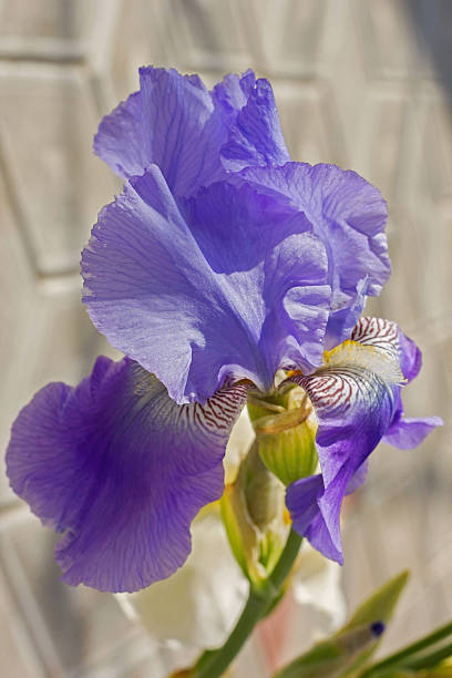 istock iris flowers, a beautiful spring flower bright color 637397136