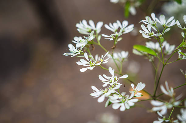 istock beautiful small wild flowers in forest 637398516