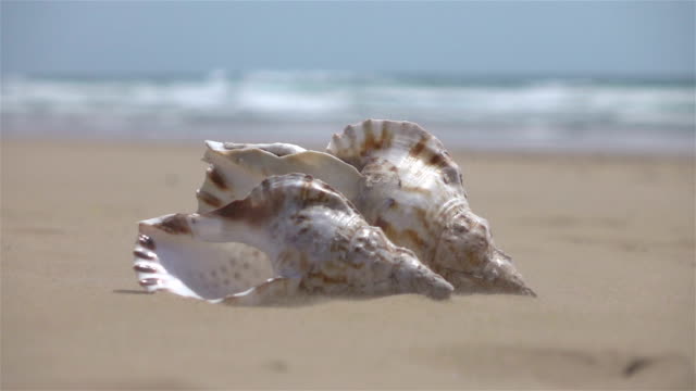 Two videos of shells on the sand-real slow motion