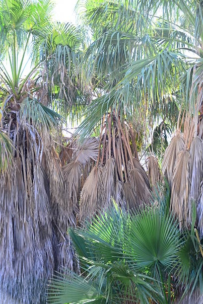 istock In the PalmEngarten - Jungle - Palm Leaves - Spain 637400400