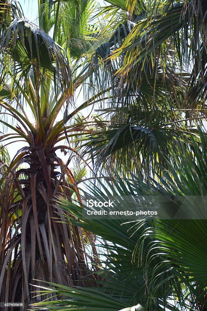 In the PalmEngarten - Jungle - Palm Leaves - Spain Palm leaves, palm leaf, palm, green, light and shade, Spain, Phoenix palm, Province of Alicante, Spain, 02.05.2016 Green Color Stock Photo
