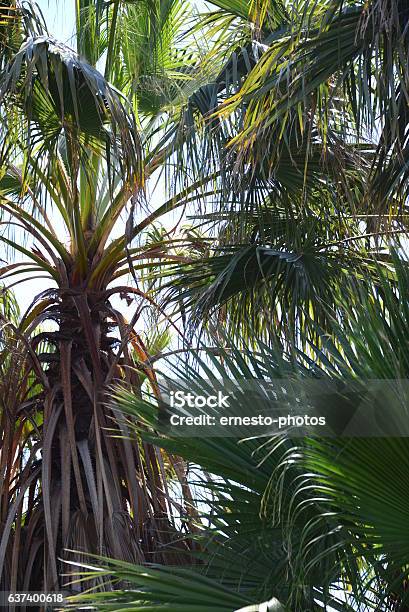 In The Palmengarten Jungle Palm Leaves Spain Stock Photo - Download Image Now - Green Color, No People, Palm Leaf
