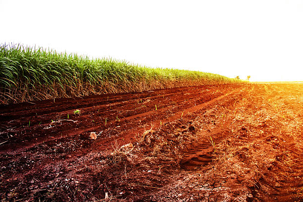 istock Sugarcane on the dry cracked ground 637400866