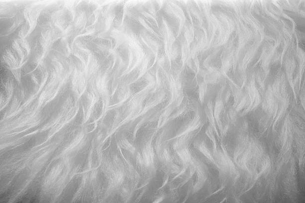 fundo de lã.  detalhe de pele de ovelha - lamb softness fur wool - fotografias e filmes do acervo