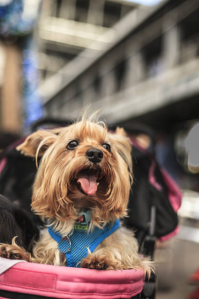 istock cute dog ride the pet car 637407976