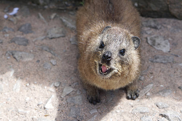 cute dassie rat looking at the camera cute smile dassie rat-an african rodent looking at the camera hyrax stock pictures, royalty-free photos & images
