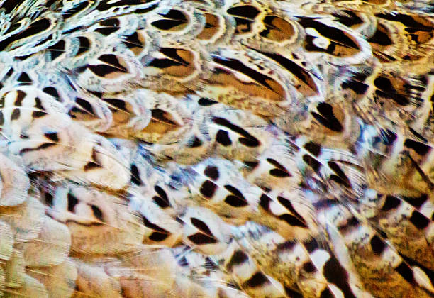 Female pheasant close up on feathers.