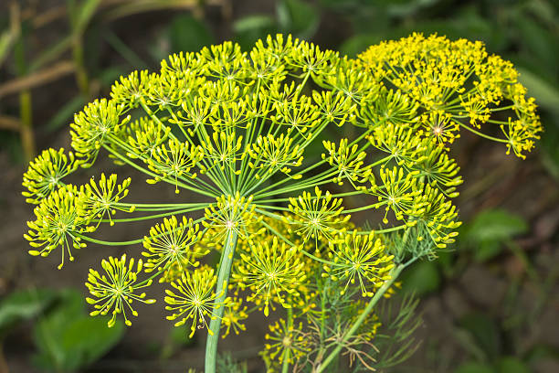 istock Yellow flowers of dill (Anethum graveolens) 637410618