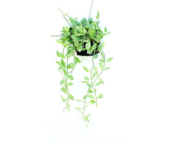 istock house plant hanging on white background 637410744