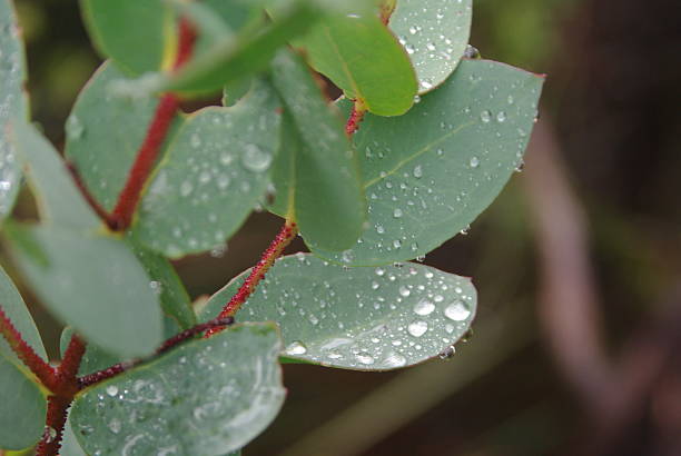 chuva cai em folhas de gumtree - bluegum tree - fotografias e filmes do acervo