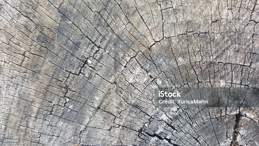 Retak Pattern Retak Tekstur Kayu Foto Stok - Unduh Gambar Sekarang - Alam, Bertekstur ...