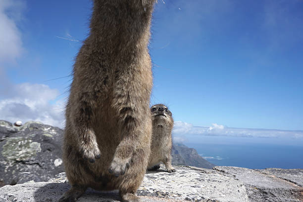 one day in Table mountain