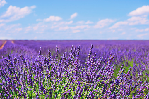 Lavender flower blooming scented fields in endless rows and a blue cloud sky. Landscape in Valensole plateau, Provence, France, Europe.